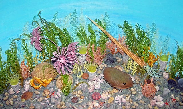 diorama of Ordovician period sea floor, with brachiopods, trilobite, crinoid, straight nautiloid, and many other fossil organisms