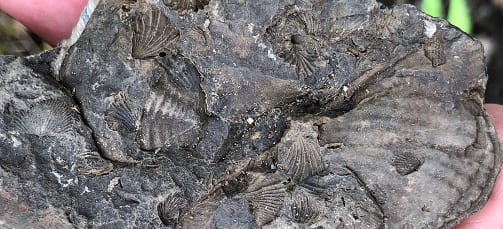 brachiopod and trilobite fossils on shale from Hamilton Group