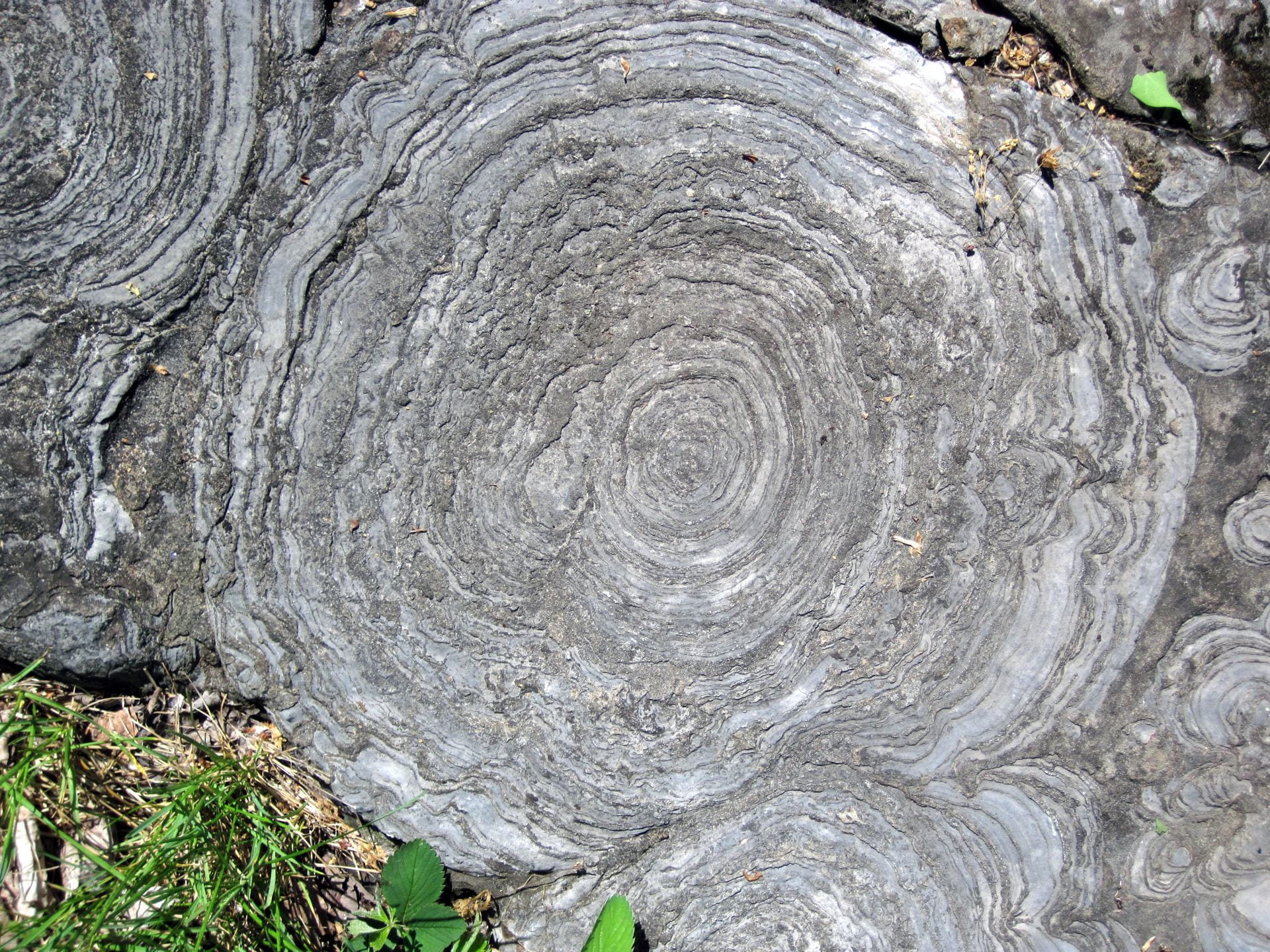 Cambrian stromatolites can be found in Saratoga Springs, NY.